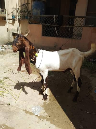 2 dant khassi bakra kangori nasal hy from nawabshah