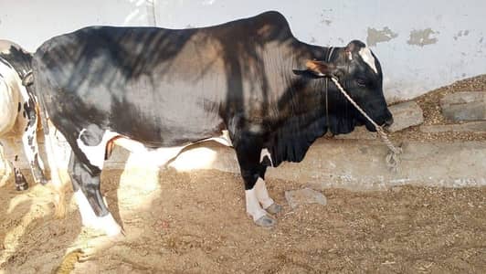 danto ma 4 dant bull