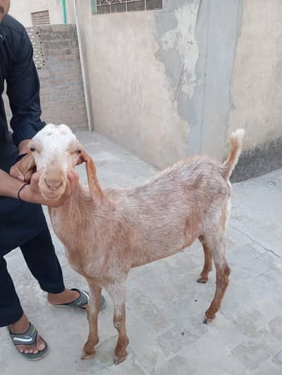 Barka desi