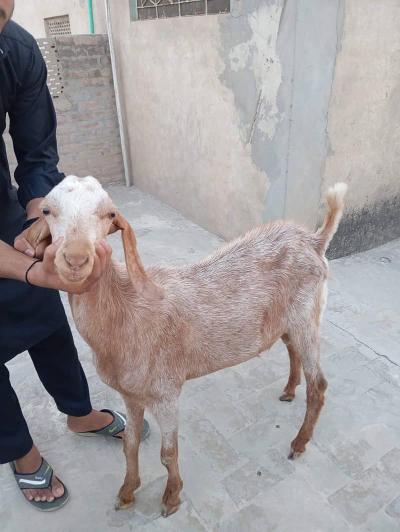 Barka desi 0