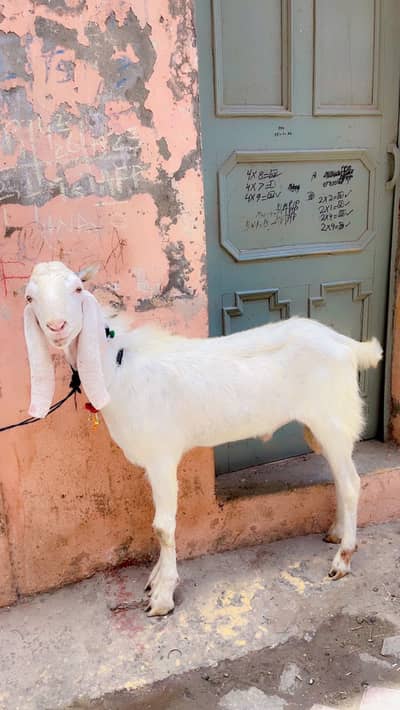 Beautiful qurbani male goats in good price 03007302971