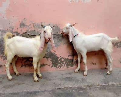 Beautiful qurbani male goats in good price 03007302971