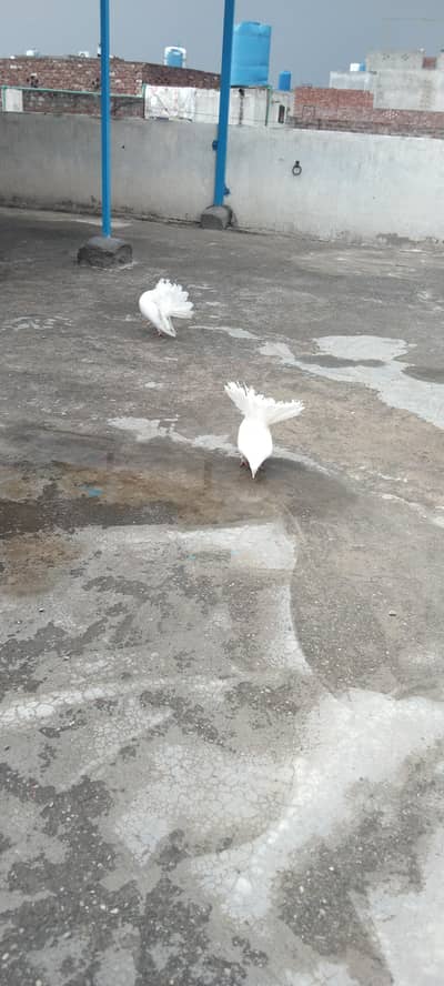 Laka kabotar ka pair
