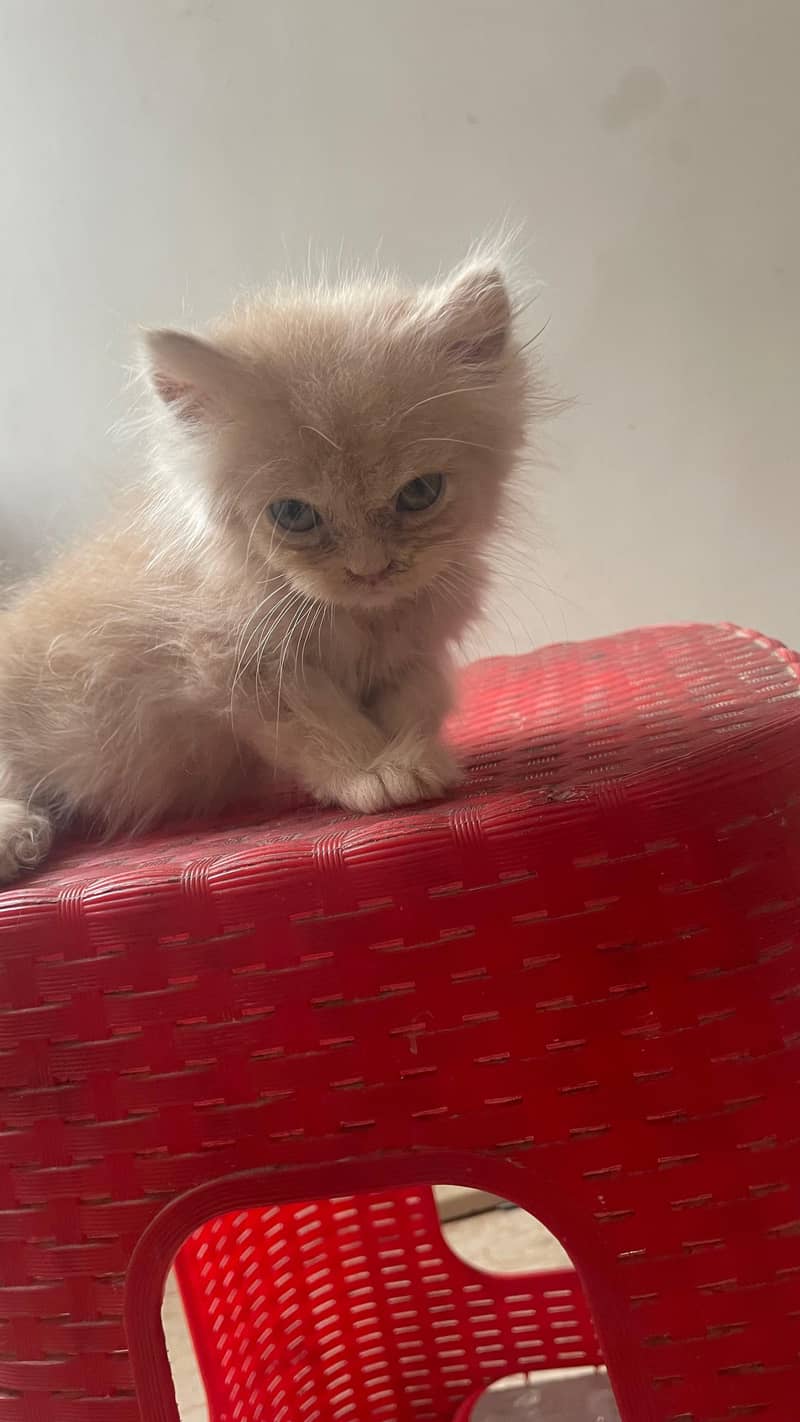 triple coded Persian kittens 0