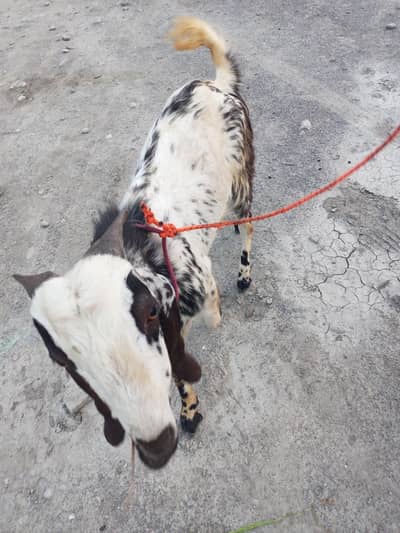 tonda bakra ha