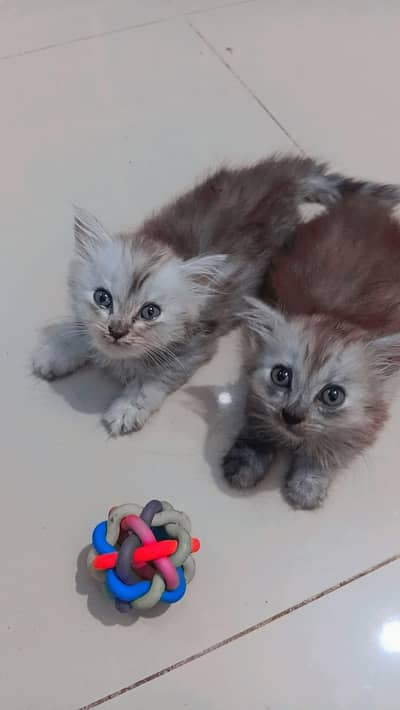beautiful kittens