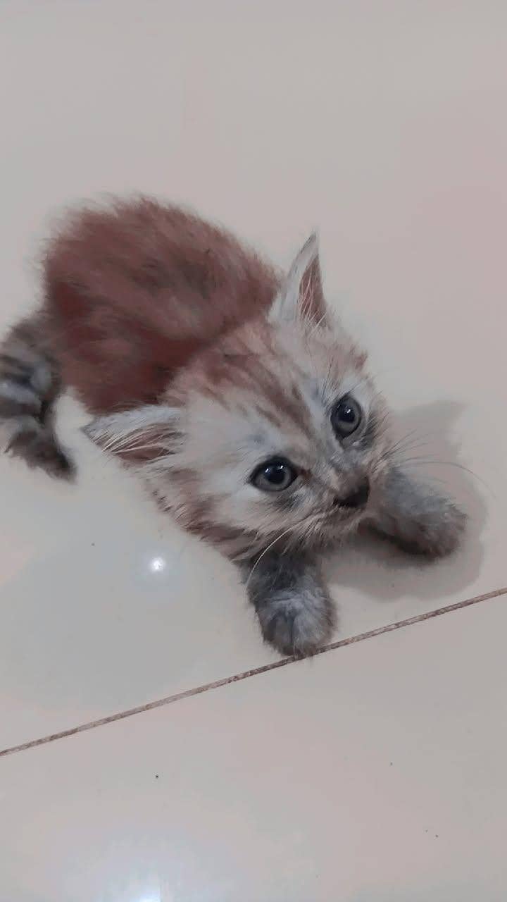 beautiful kittens 1