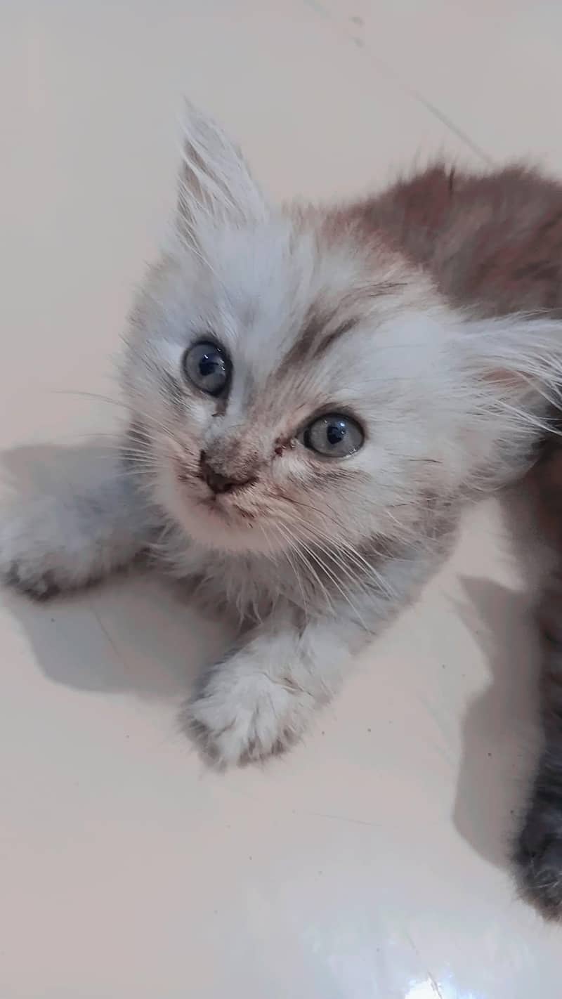 beautiful kittens 2