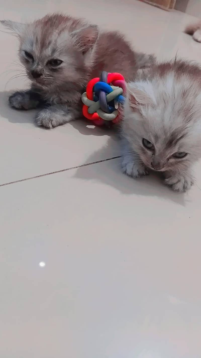 beautiful kittens 3