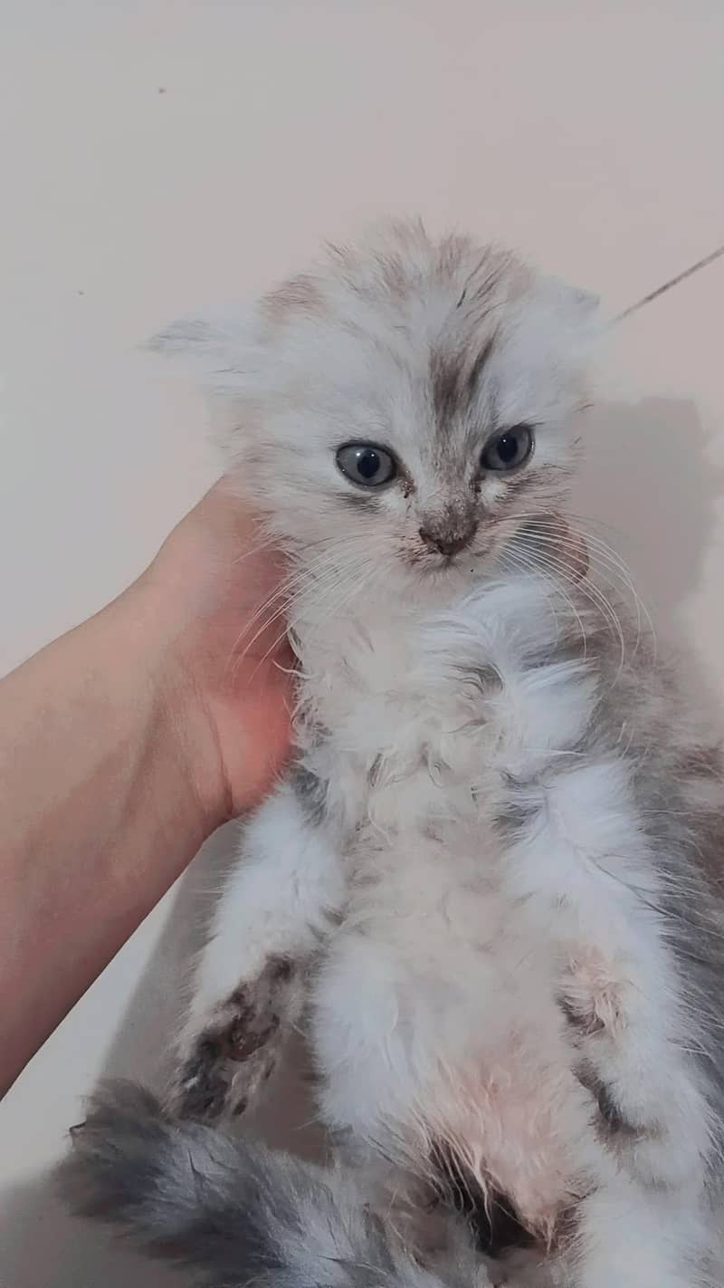 beautiful kittens 4