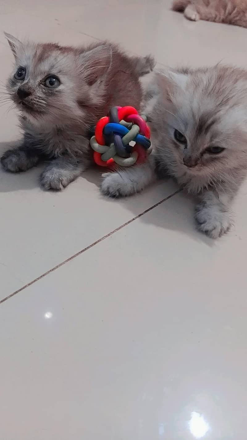 beautiful kittens 5