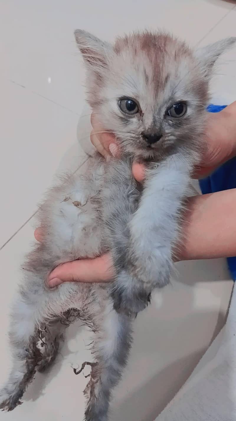 beautiful kittens 6