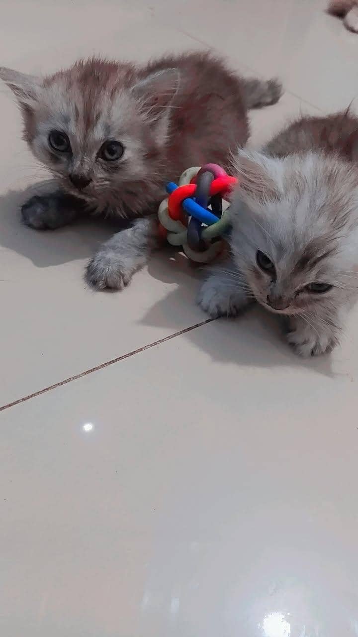 beautiful kittens 7