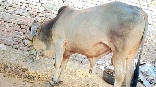 2 Dant BACHRA for sale