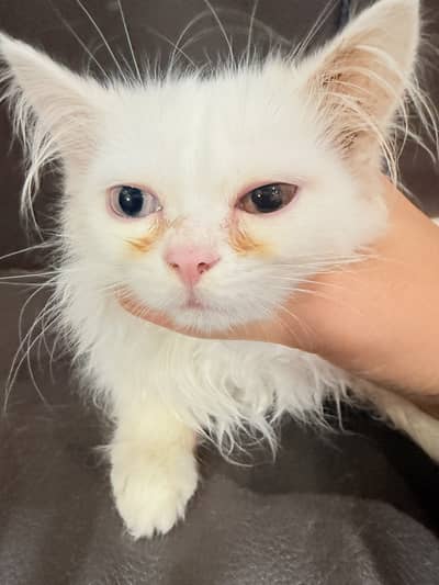 American white Kitten