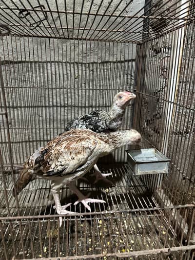 Aseel Chick's for sale