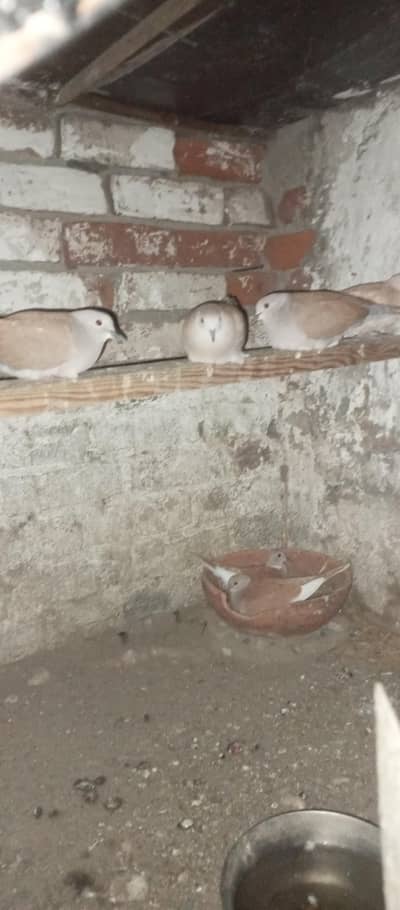 khmaary for sale