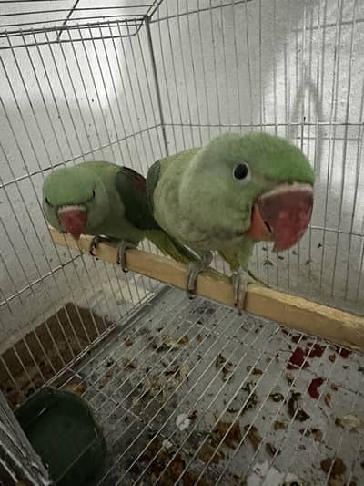 Raw Jumbo Axlendera size Pair 3 months age