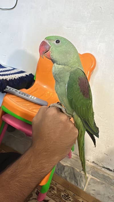 Raw Jumbo Axlendera size Pair 3 months age