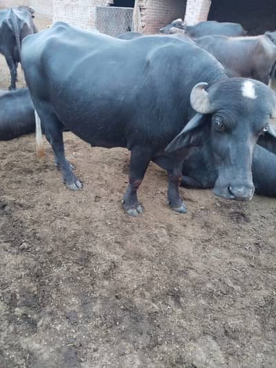 5 lakh price  bohat Khubsurat for Qurbani