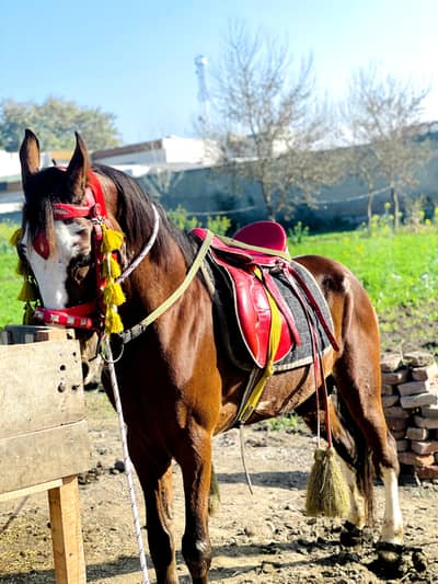 Horse for sale