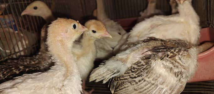 active and healthy Turkey chicks available