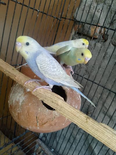 rainbow budgies