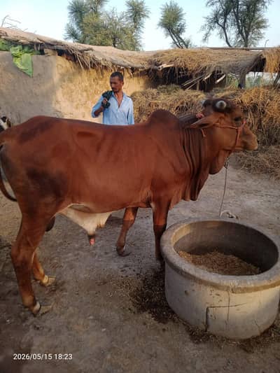 Healthy Qurbani Bull for Sale – Strong & Active