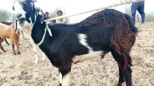 Bakre for sale munsaib keemat me