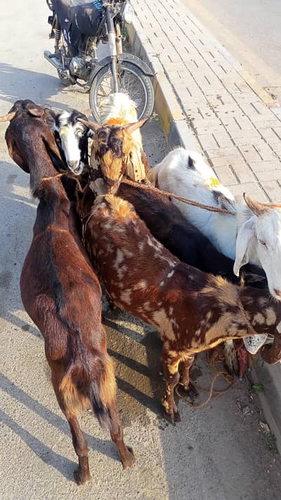 Bakre for sale munsaib keemat me