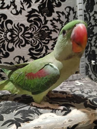 raw parrot for sale