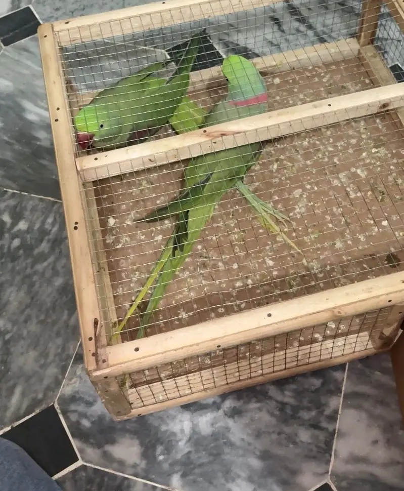 Raw breeder pair — photo 2