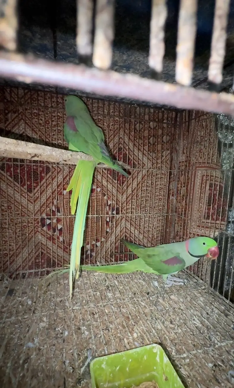 Raw breeder pair — photo 4