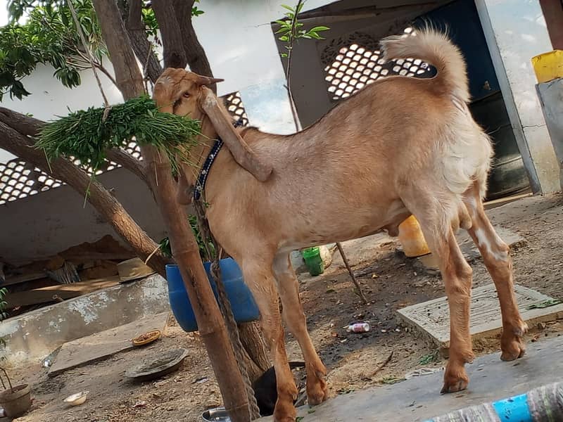 کموری بکرا 0