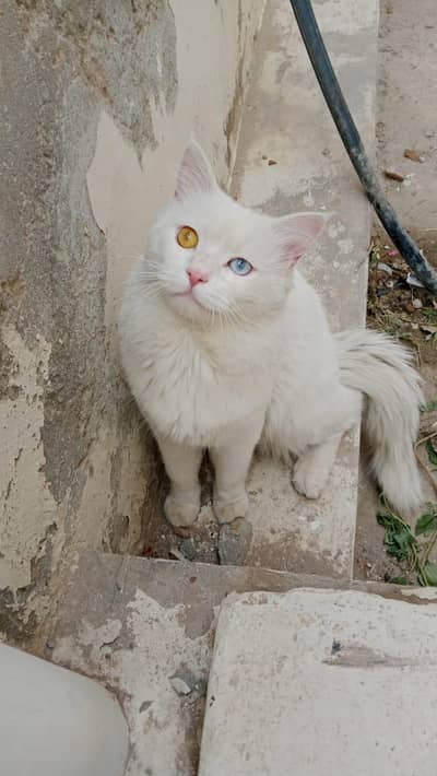 perssian male for sale oud eyes