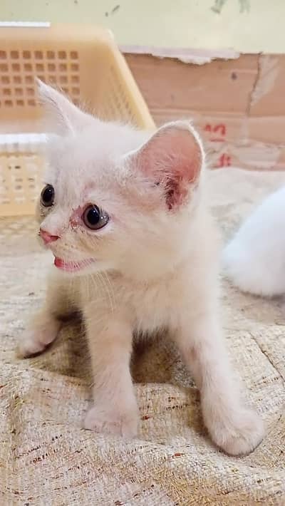 Persian kitten for sale dable coted