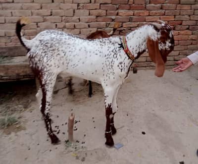 Qurabni 2026 bakara for sale weight 50+ price 130000