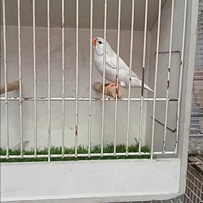 Zebra Finches Females