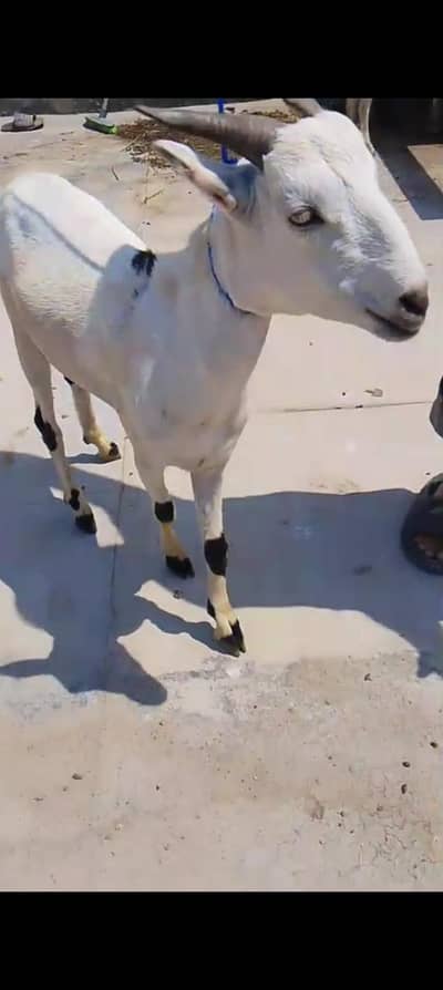 2 dant khassi Bakra