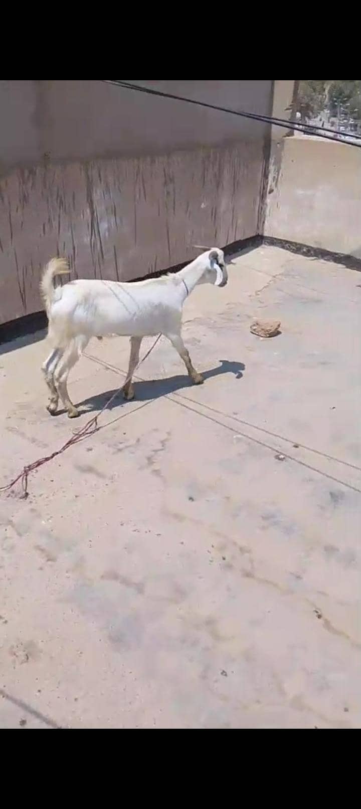 2 dant khassi Bakra 2