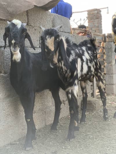 Bakra - Qurbani 2026 - Ghar ka Pala Hua (Active & Healthy