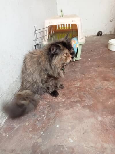 cat triple coat