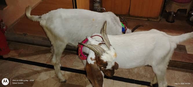 2 dat bakra