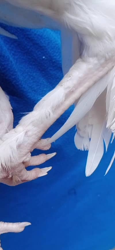 aseel heera white male 11k parmoz exchnag hera madi k sath 3017104771