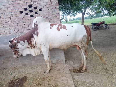  3 Qurbani Bulls For Sale | Healthy & Heavy | Chichawatni