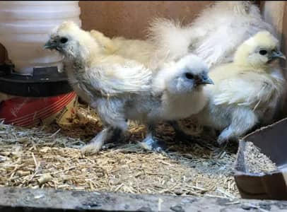 White Silky silkie Chicks