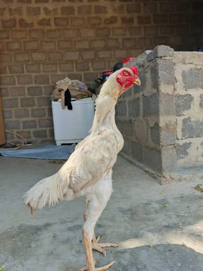 king size shamo male available extra long height ma ha
