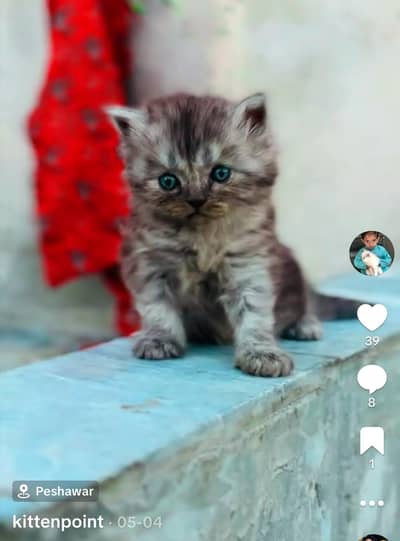 beautiful high quality Kitten available for sale very play full and cu