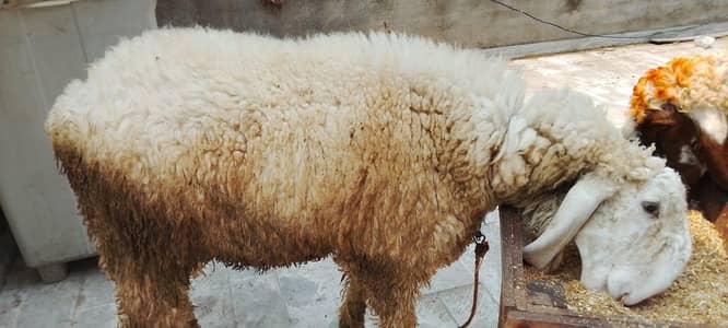 2 sheeps for Qurabni | chatre | for sale in low price