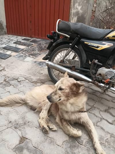 husky and German shepherd mix breed